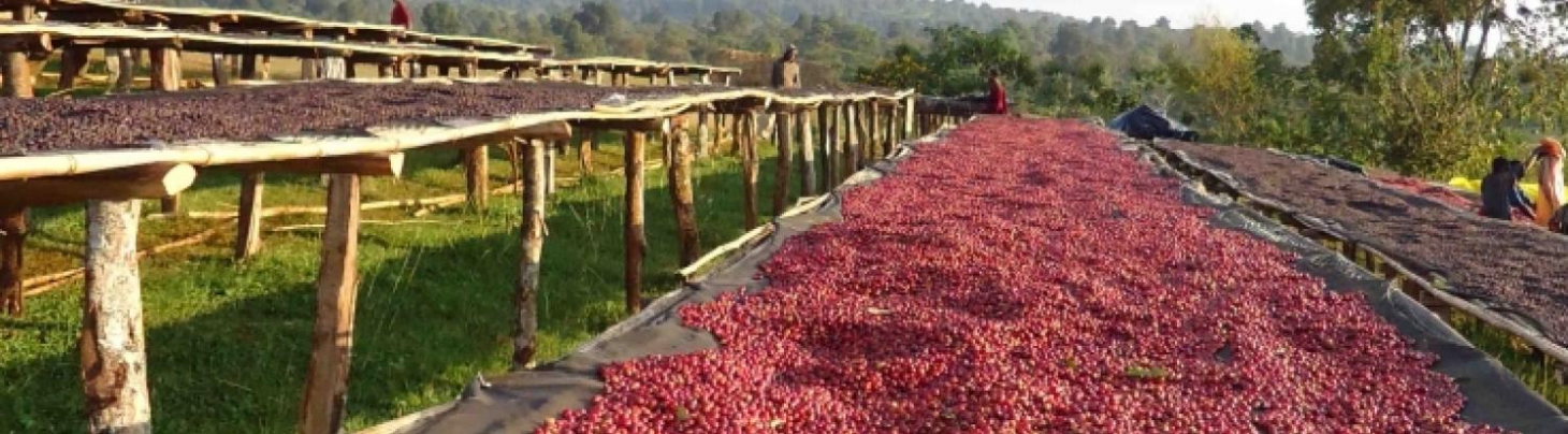 Field of coffee cherries.