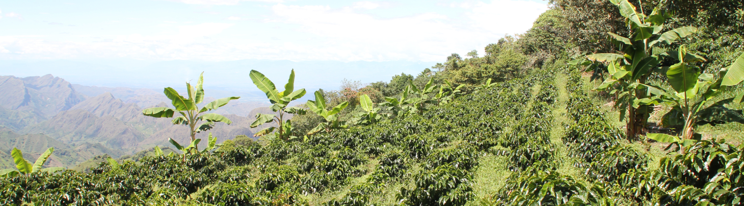 Colombia Direct Trade Coffee Farm